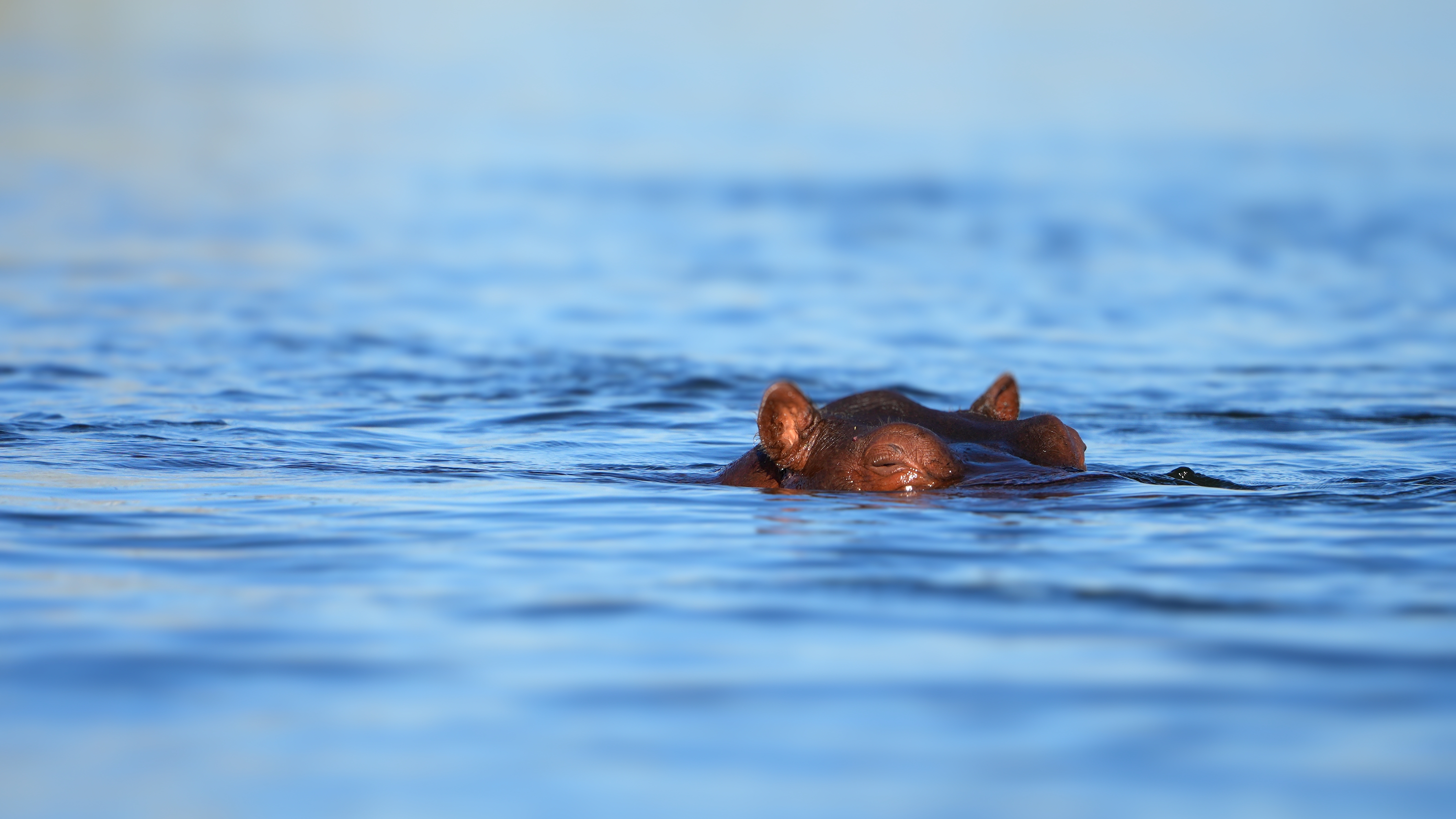 The Predators — Africa