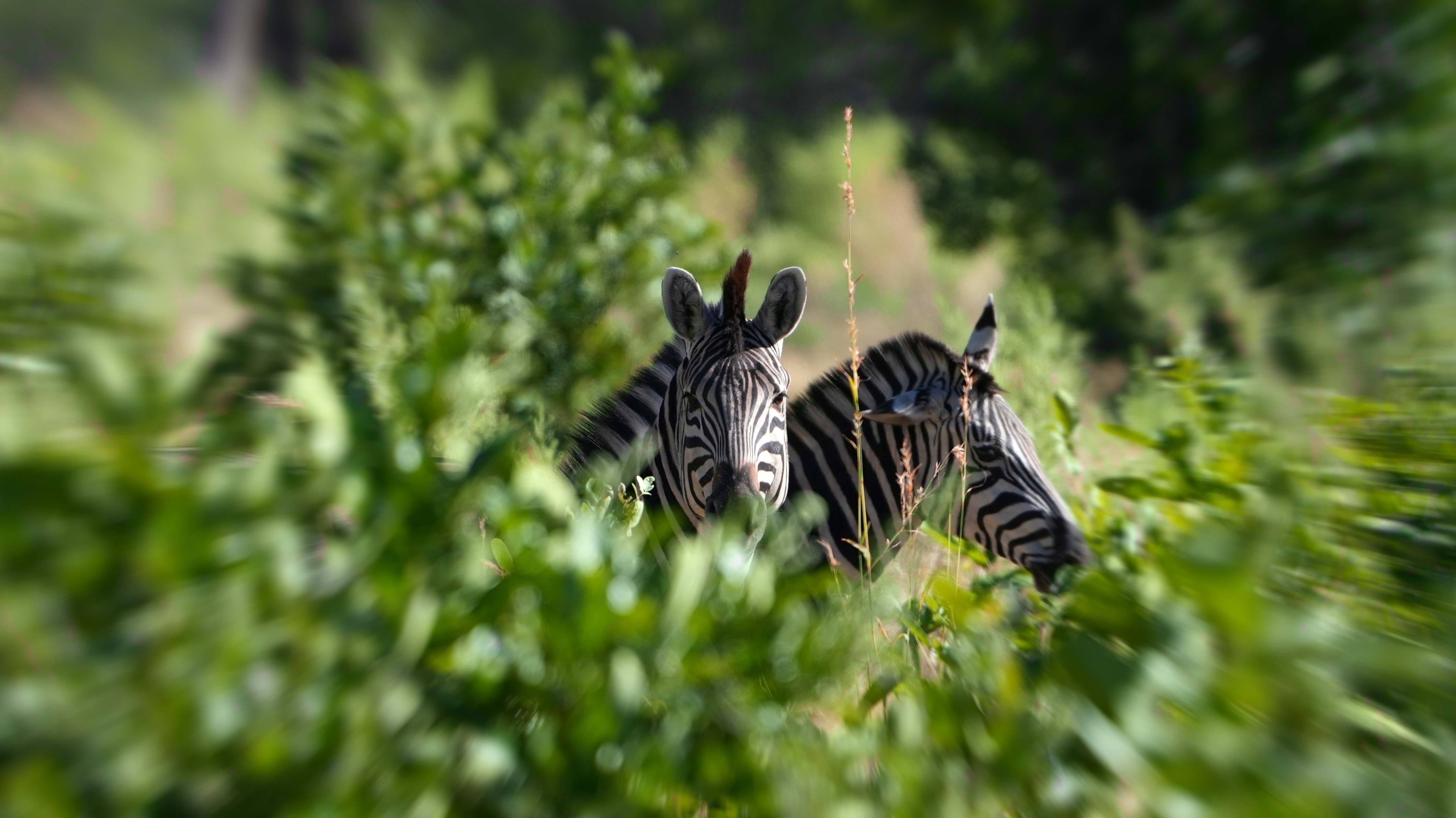 The Prey — Namibia